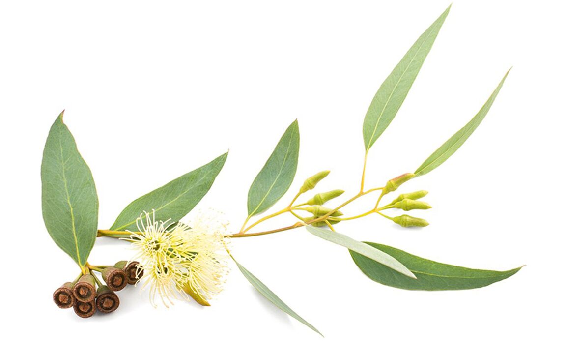 Eucalyptus oil in the Hondrolife